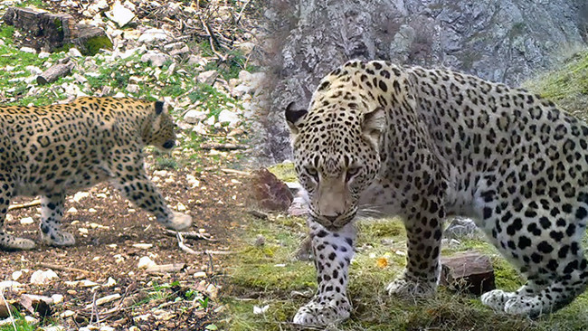 2019 yılında ilk kez Batı Akdeniz'de görülmüştü: DNA'sı çıkarılıyor! Tazminat bedeli 45 milyon TL olarak belirlendi