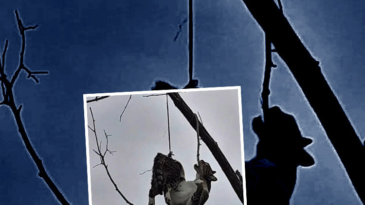 Samsun'da vicdansızlığın fotoğrafı! Hayvanseverlerden tepki yağdı