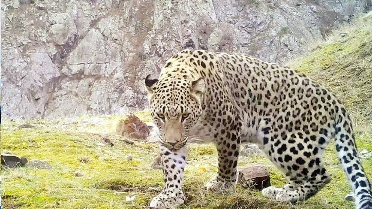 Anadolu parsına zarar verme cezası 45 milyon TL