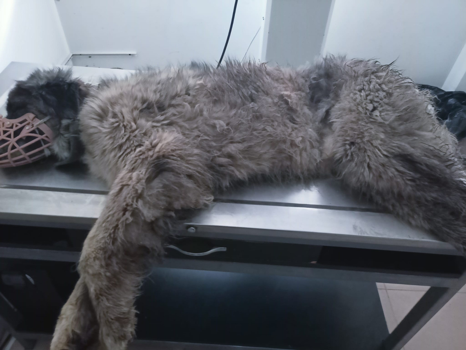 Otomobilin ezdiği köpeğin vücudunda yüzlerce saçma izine rastlandı