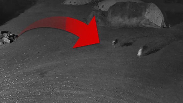 Yer: Kars | Aç kalan kurtların köpeği götürdüğü anlar kamerada