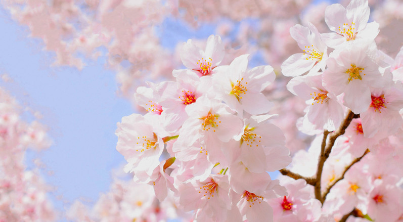 CEMREYE ÖZGÜ RİTÜELLER