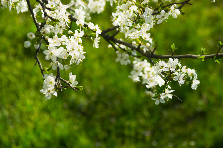 CEMRE DÜŞME GÜNLERİ 2026, SIRASI VE ARALIKLARI || Bu sene ilk cemre ne zaman düşecek 1. Cemre nereye düşer, hangi gün başlıyor Cemreler havaya, suya, toprağa sırasıyla hangi tarihlerde, kaç gün arayla düşer 2026 Cemre tarihleri...