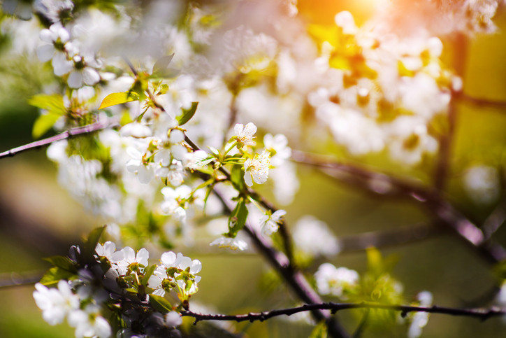 CEMRE DÜŞME GÜNLERİ 2026, SIRASI VE ARALIKLARI || Bu sene ilk cemre ne zaman düşecek 1. Cemre nereye düşer, hangi gün başlıyor Cemreler havaya, suya, toprağa sırasıyla hangi tarihlerde, kaç gün arayla düşer 2026 Cemre tarihleri...