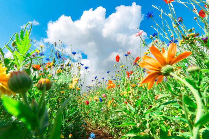 CEMRE DÜŞME SIRASI
