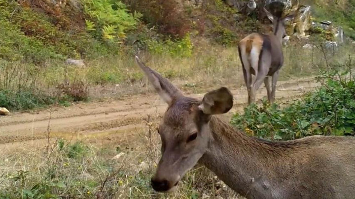 Bursa'da fotokapana takıldılar: 'Doğanın içinden, en doğal haliyle'
