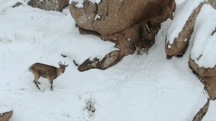 Sivas'ta karla kaplı kayalıklarda dolaşan dağ keçileri görüntülendi