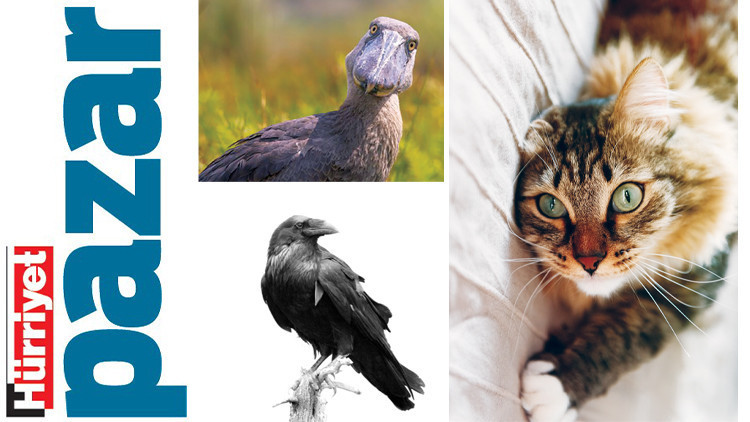 Bana arkadaşını söyle...