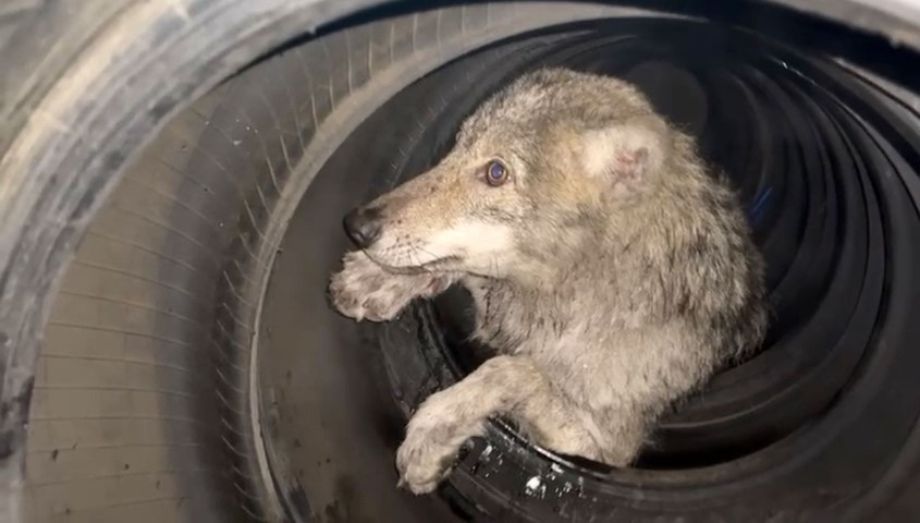 Lastikçiye girdi, vatandaşların yüreği ağzına geldi