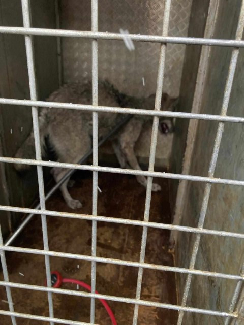 Lastikçiye girdi, vatandaşların yüreği ağzına geldi