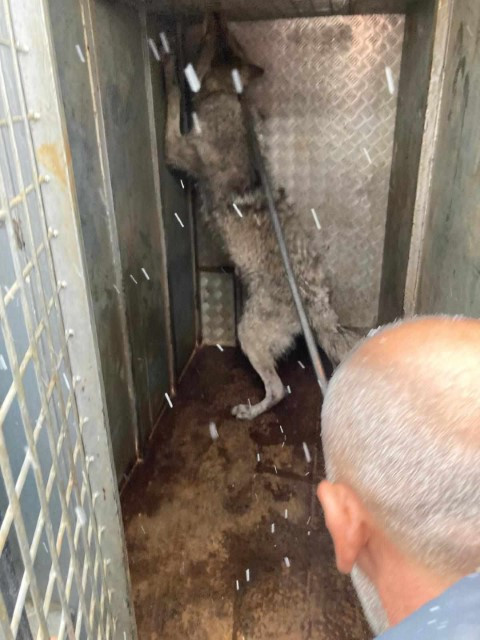 Lastikçiye girdi, vatandaşların yüreği ağzına geldi