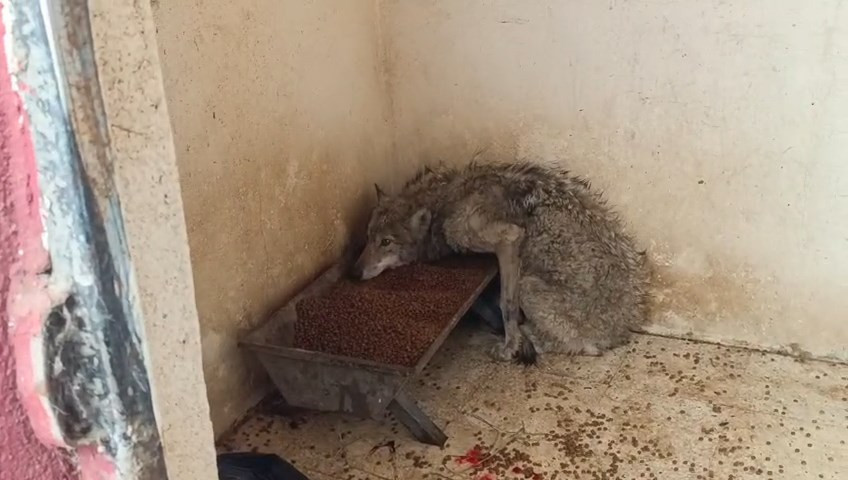 Lastikçiye girdi, vatandaşların yüreği ağzına geldi