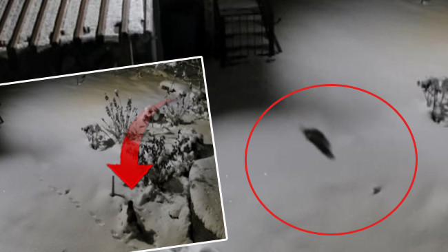 Aç kalınca evlerin dibine kadar indiler!