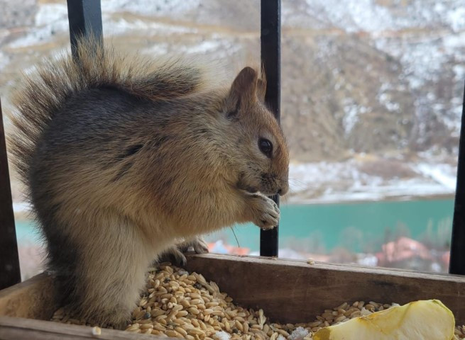  Her gün penceresine gelip karnını doyuruyor