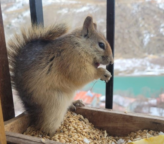  Her gün penceresine gelip karnını doyuruyor