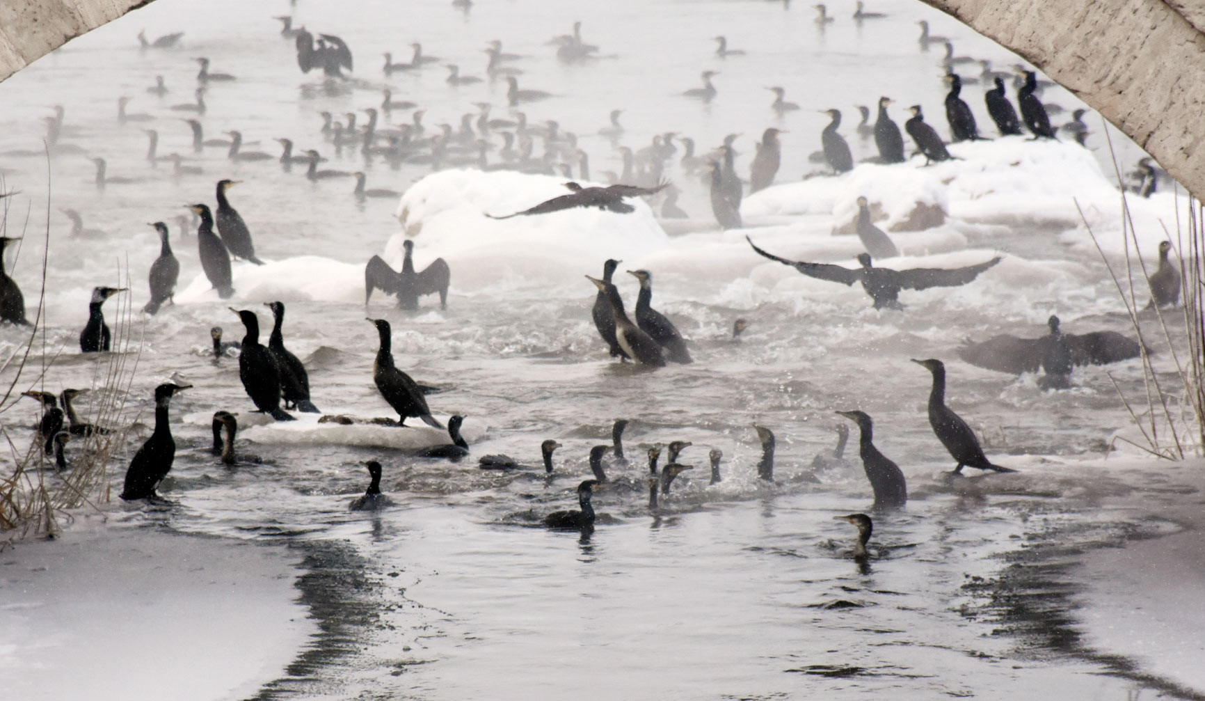 Kızılırmak’ta ‘karabatak’ şöleni