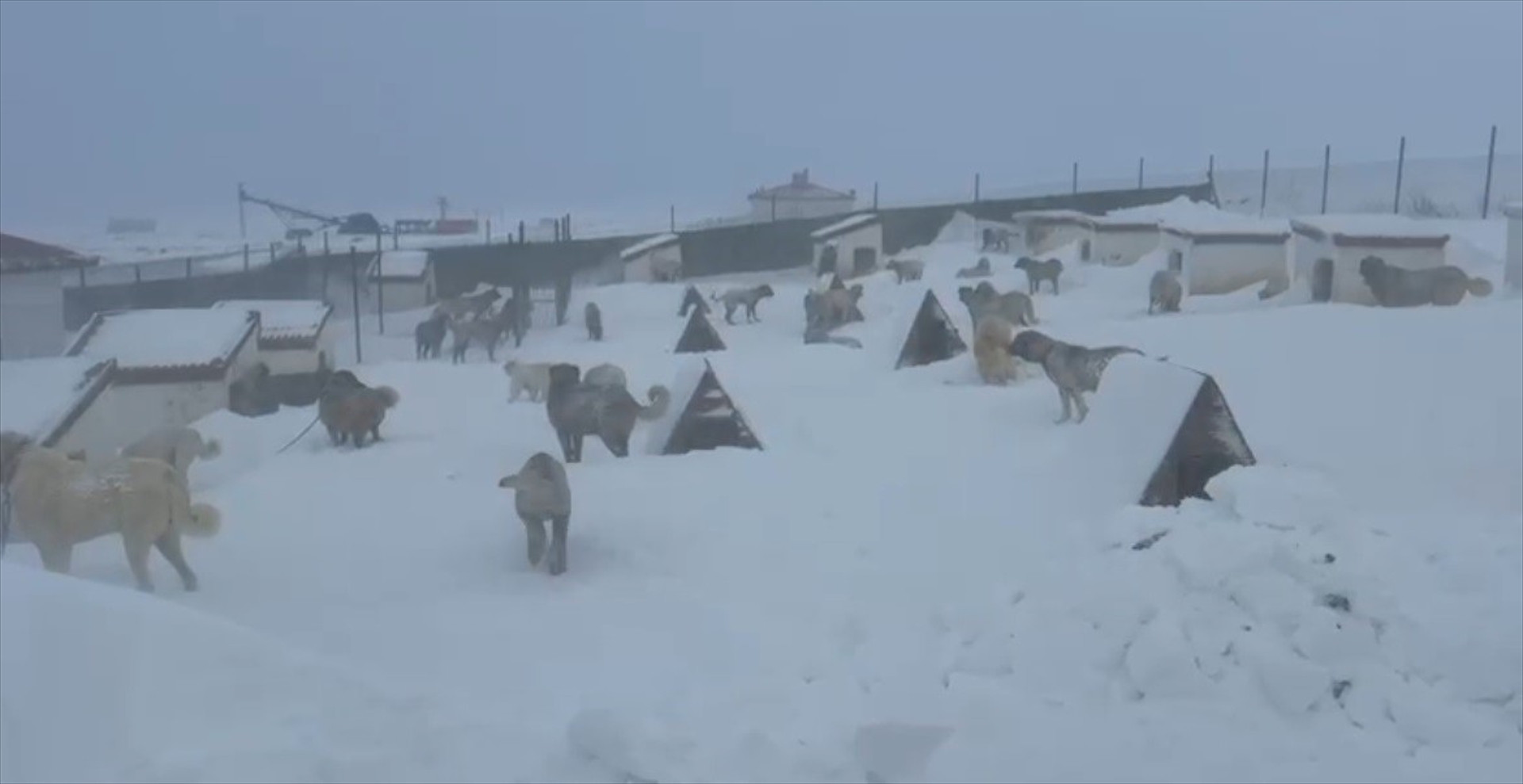  Kulübelerimiz ve araçlarımız kar altında kaldı Köpekleri kurtardık