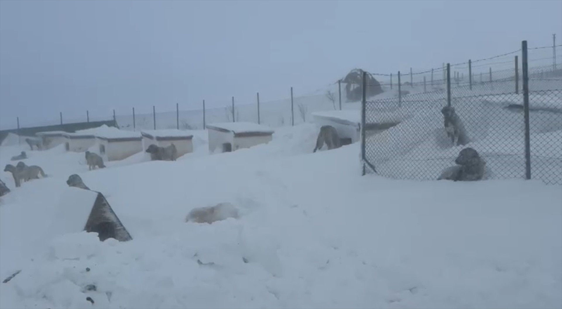 Kulübelerimiz ve araçlarımız kar altında kaldı Köpekleri kurtardık