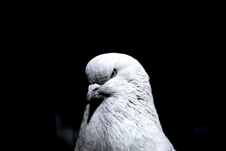 24. Uluslararası Şebap Güvercin Festivaline yoğun ilgi Daire fiyatına güvercin var