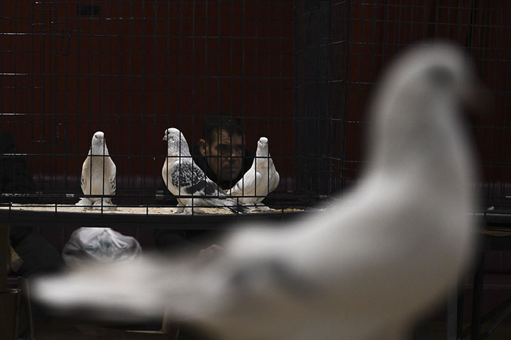 24. Uluslararası Şebap Güvercin Festivali'ne yoğun ilgi! 'Daire fiyatına güvercin var'