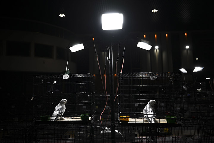 24. Uluslararası Şebap Güvercin Festivaline yoğun ilgi Daire fiyatına güvercin var