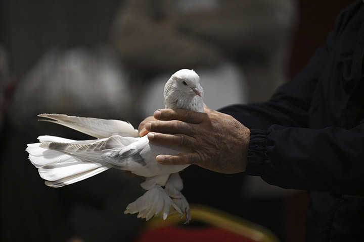 24. Uluslararası Şebap Güvercin Festivaline yoğun ilgi Daire fiyatına güvercin var