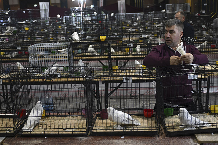 24. Uluslararası Şebap Güvercin Festivaline yoğun ilgi Daire fiyatına güvercin var