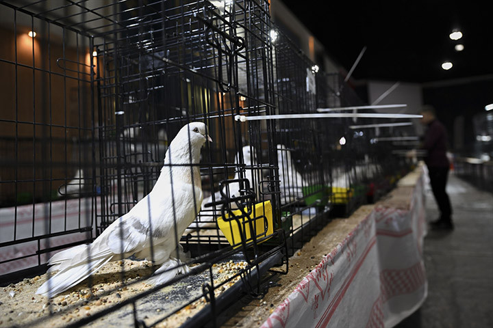 24. Uluslararası Şebap Güvercin Festivaline yoğun ilgi Daire fiyatına güvercin var