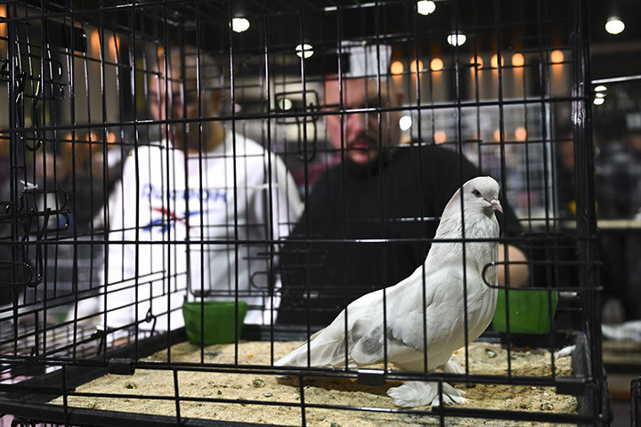 24. Uluslararası Şebap Güvercin Festivaline yoğun ilgi Daire fiyatına güvercin var