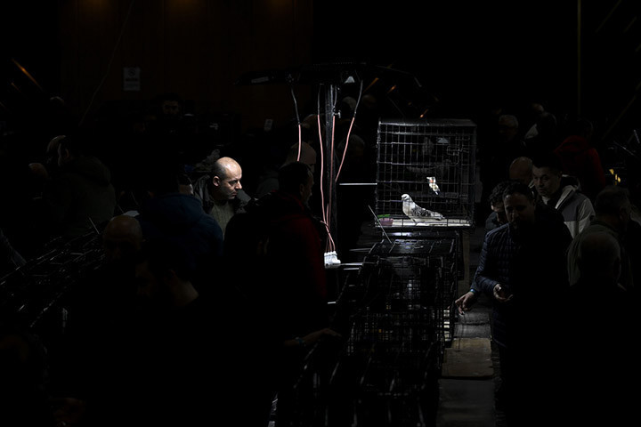 24. Uluslararası Şebap Güvercin Festivaline yoğun ilgi Daire fiyatına güvercin var