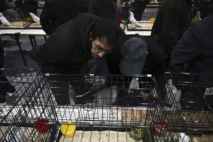 24. Uluslararası Şebap Güvercin Festivaline yoğun ilgi Daire fiyatına güvercin var