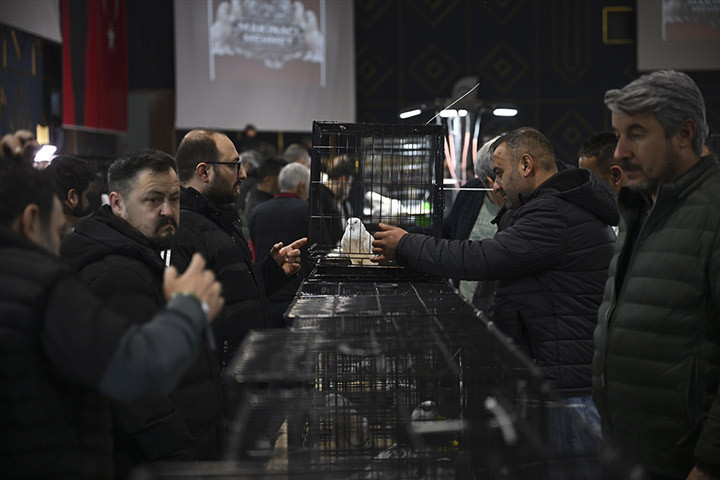 24. Uluslararası Şebap Güvercin Festivaline yoğun ilgi Daire fiyatına güvercin var