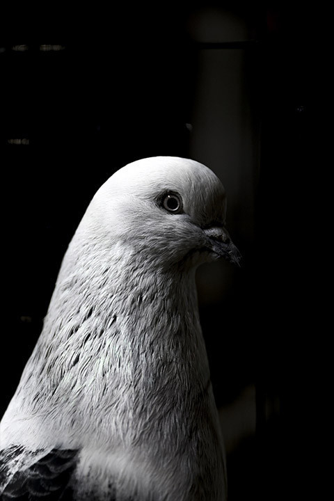 24. Uluslararası Şebap Güvercin Festivaline yoğun ilgi Daire fiyatına güvercin var