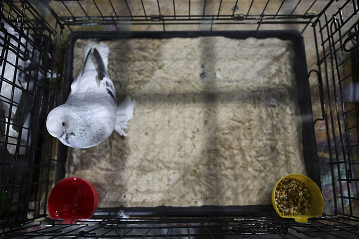 BİR GÜVERCİNE 3-4 BİN AVRO VERMİŞİMDİR