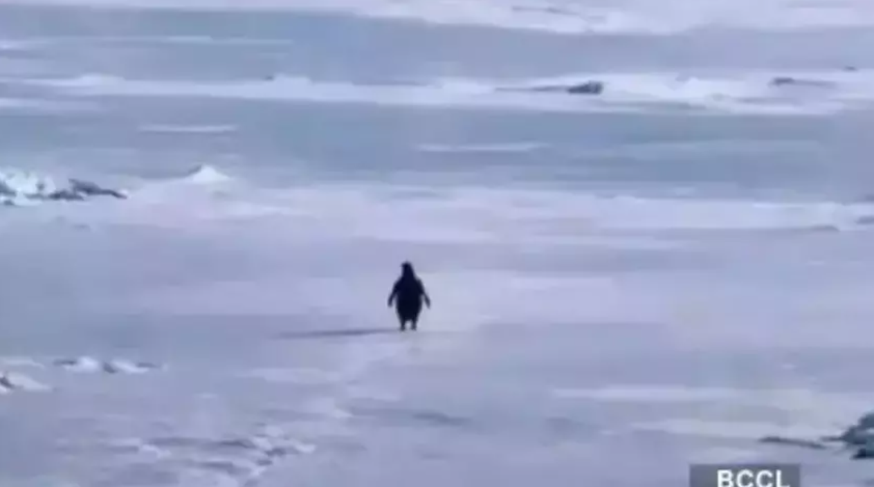 NİHİLİST PENGUEN OLAYI NEDİR NİHİLİST PENGUEN OLAYI NEDİR
