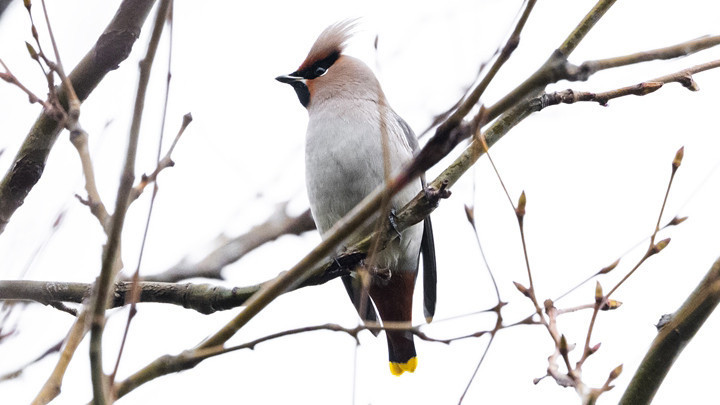 Nadir görülüyor! İstanbul'da ipekkuyruk sürprizi