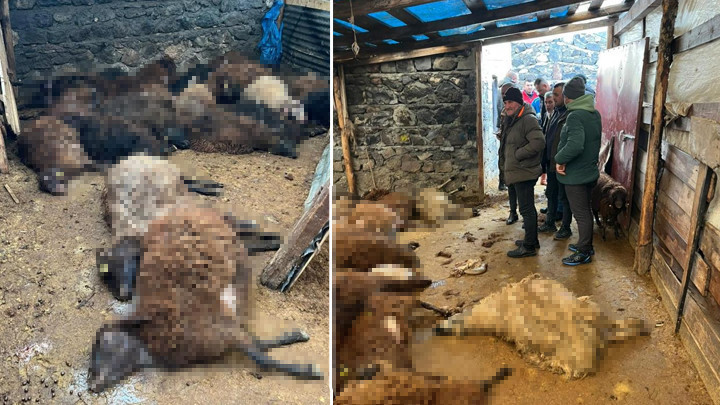 Ağıla girdiğinde gördüğü manzara karşısında şoke oldu | Kurtlar 130 koyunu parçaladı