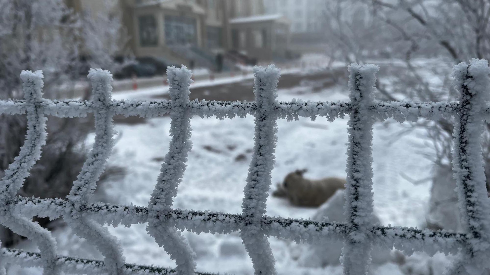 Termometreler eksi 33 dereceyi gösterdi... Kent buz tuttu Dışarı çıkanların kaş ve kirpikleri dondu Termometreler eksi 33 dereceyi gösterdi... Kent buz tuttu Dışarı çıkanların kaş ve kirpikleri dondu