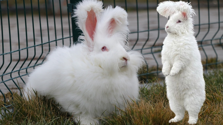 Türkiye'de nesli tükenmişti! Özel proje başlatıldı: Ankara tavşanı sayısı 130'a ulaştı... 'Strese girdiklerinde yeme içmeyi bırakabiliyorlar'
