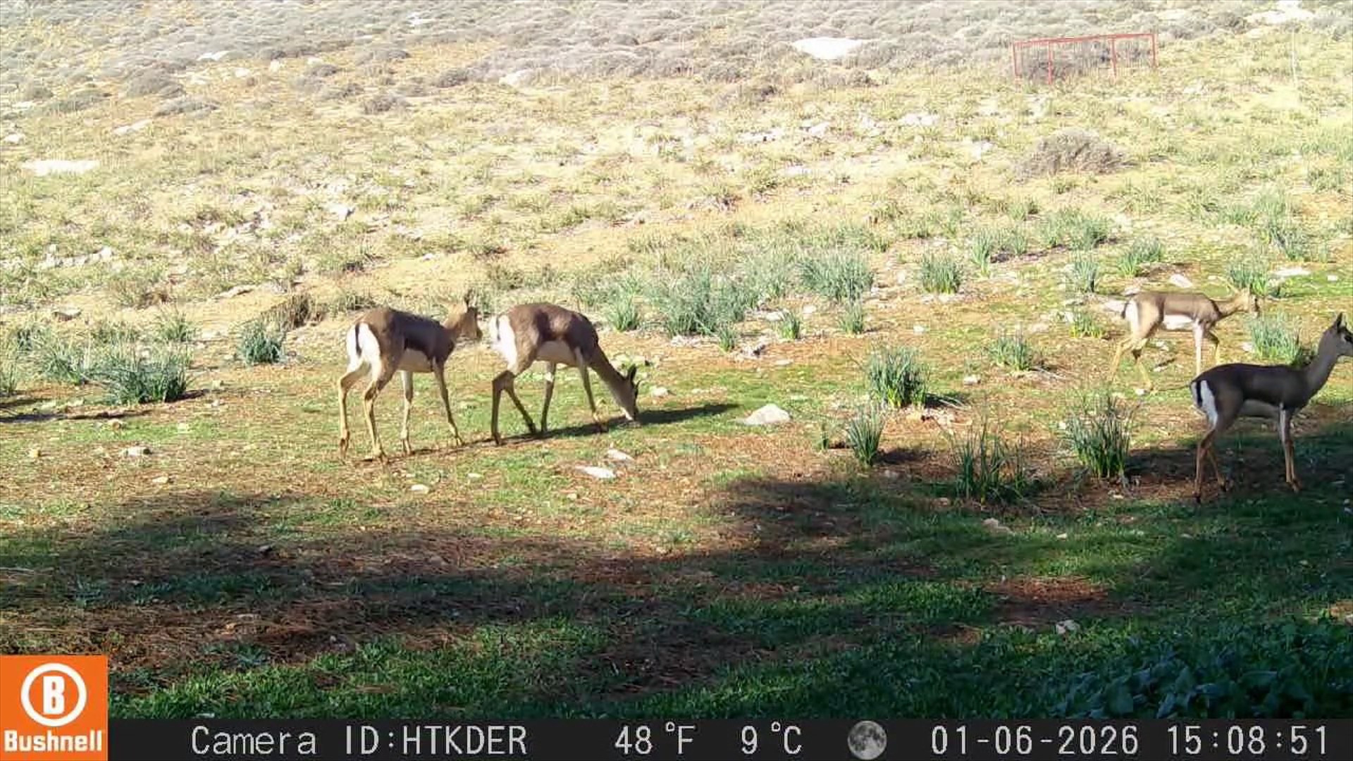 YALNIZCA HATAYDA BİRLİKTE YAŞIYORLAR