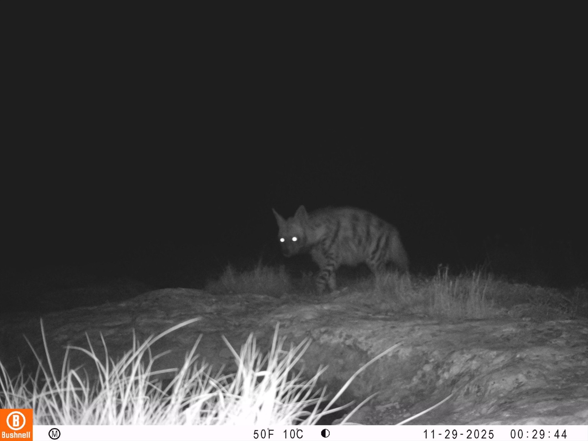 BİREY SAYISI 1500E YAKLAŞTI