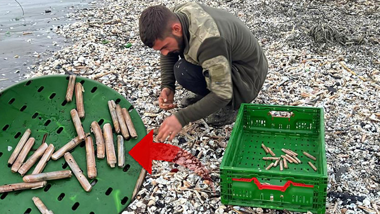 Fırtına sonrası sahile vurdular! Balıkçılar tek tek topladı: Normalde para verip alıyoruz