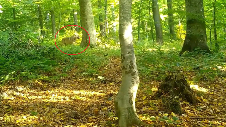 Ormanda sürü halinde görüldüler: Fotokapan saniye saniye kaydetti