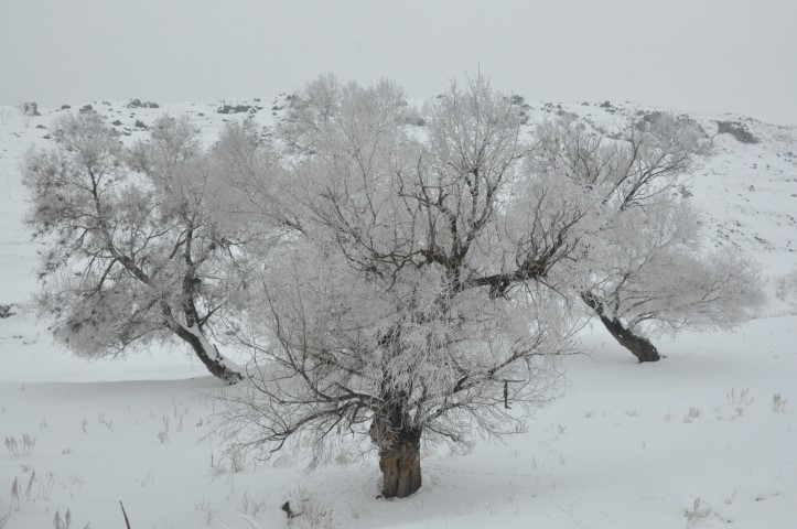 Öyle bir soğuk ki, evden çıkanın kirpikleri bile donuyor