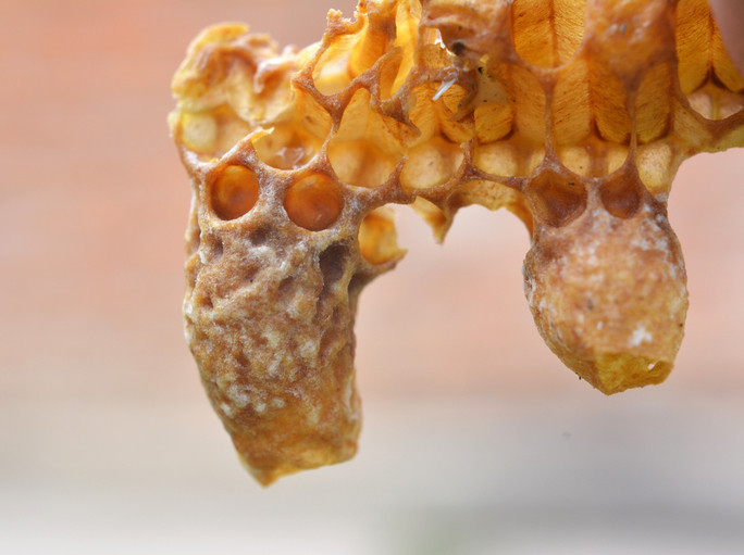 Hücreleri yeniliyor, hormonları destekliyor Kovandan gelen gençlik sırrı Hücreleri yeniliyor, hormonları destekliyor Kovandan gelen gençlik sırrı