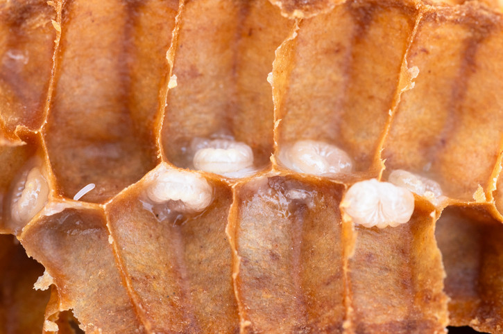 Hücreleri yeniliyor, hormonları destekliyor Kovandan gelen gençlik sırrı Hücreleri yeniliyor, hormonları destekliyor Kovandan gelen gençlik sırrı