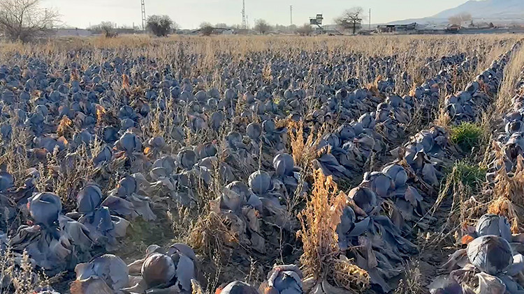 Pazarda tanesini 80 liradan satılıyor: Çiftçiden almak istedikleri fiyat 'pes' dedirtti