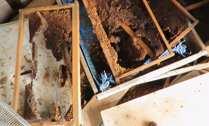 Ayı, tarihi 'hanay'lara girip balları yedi; arıcılar yardım istedi