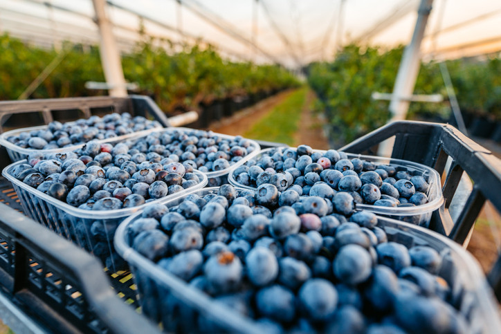 KARDİYOVASKÜLER VE BİLİŞSEL SAĞLIĞA ETKİSİ NELER