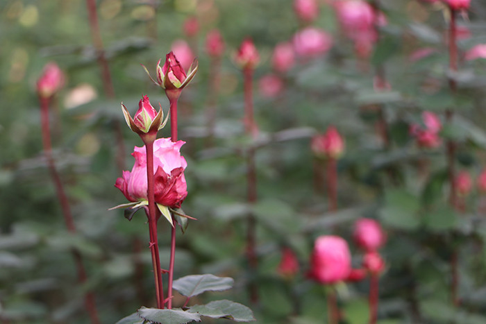 Verim neredeyse yarı yarıya düştü Verim neredeyse yarı yarıya düştü